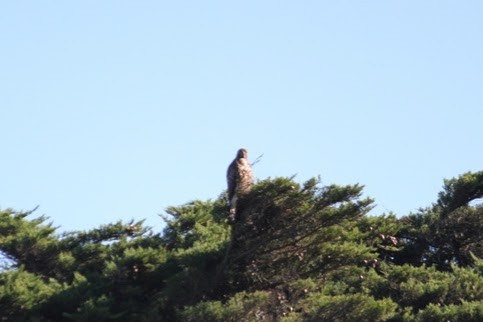 Red-tailed Hawk - Jeannette Wong