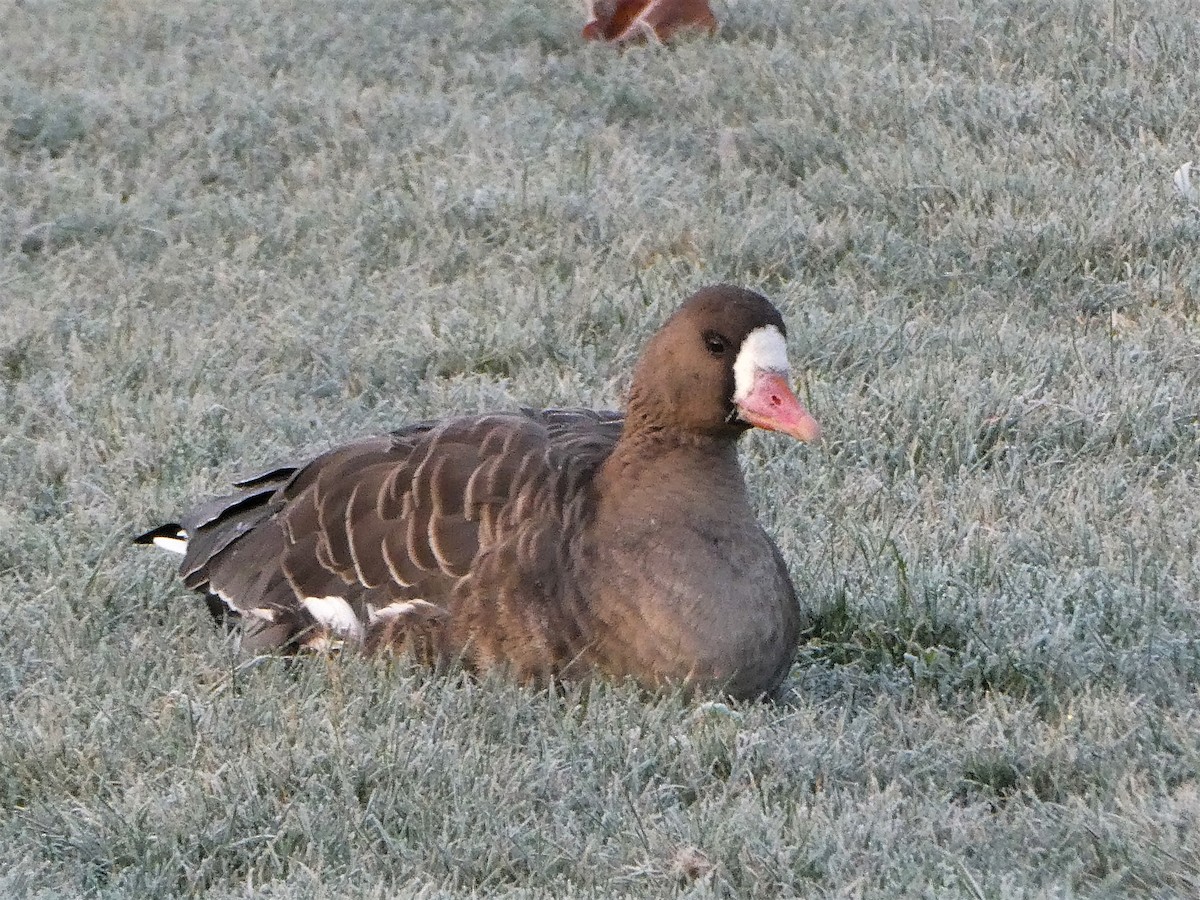 Greater White-fronted Goose - Graeme Wright