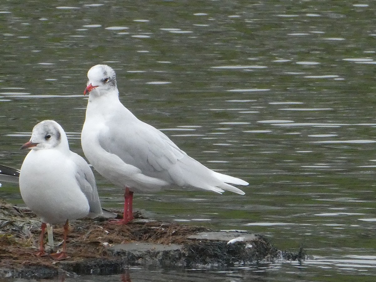 Mediterranean Gull - ML398349921