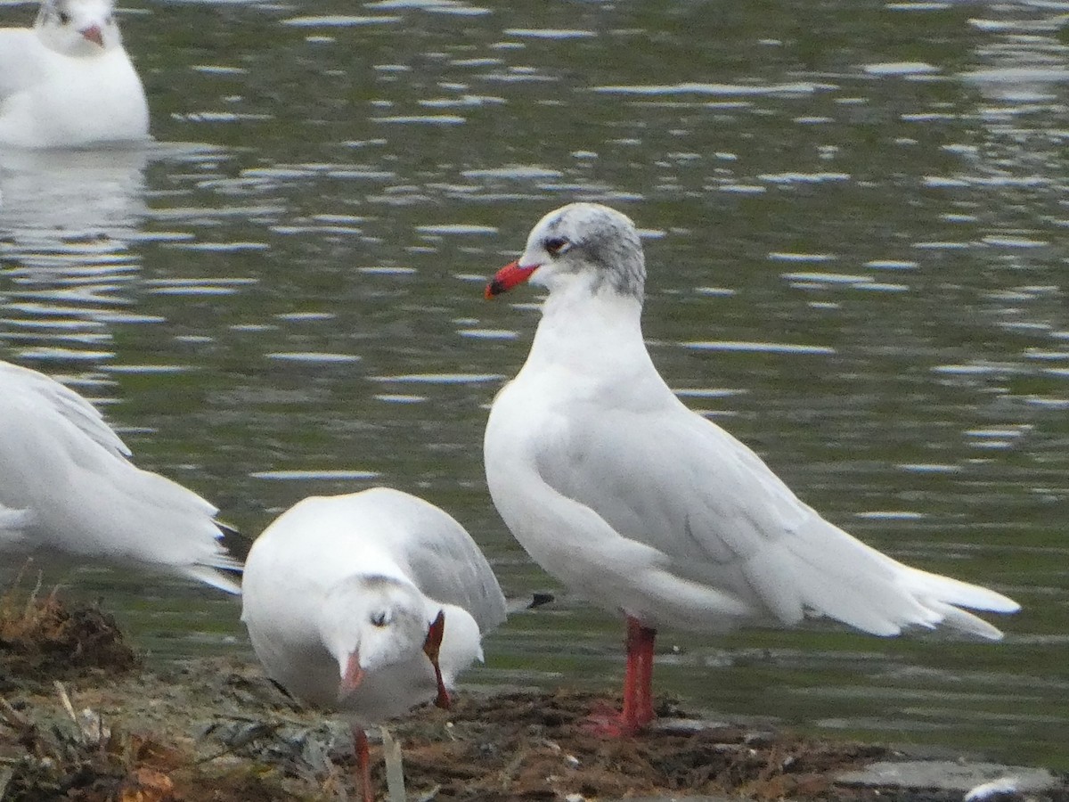 Mediterranean Gull - ML398349941