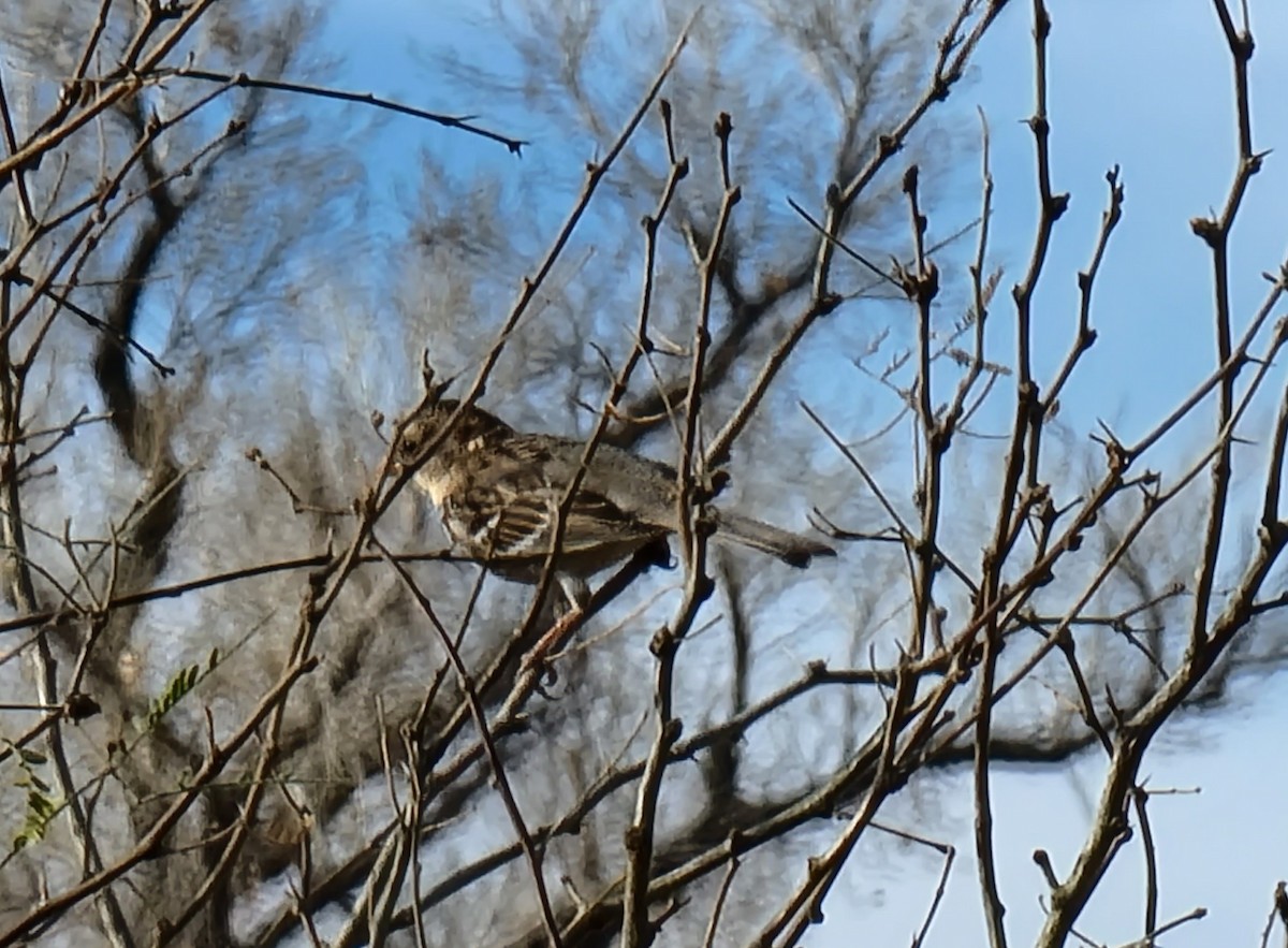 Harris's Sparrow - ML398351611