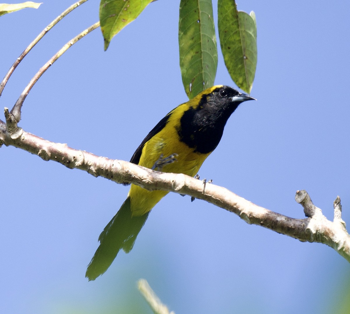 Yellow-backed Oriole - ML398353671