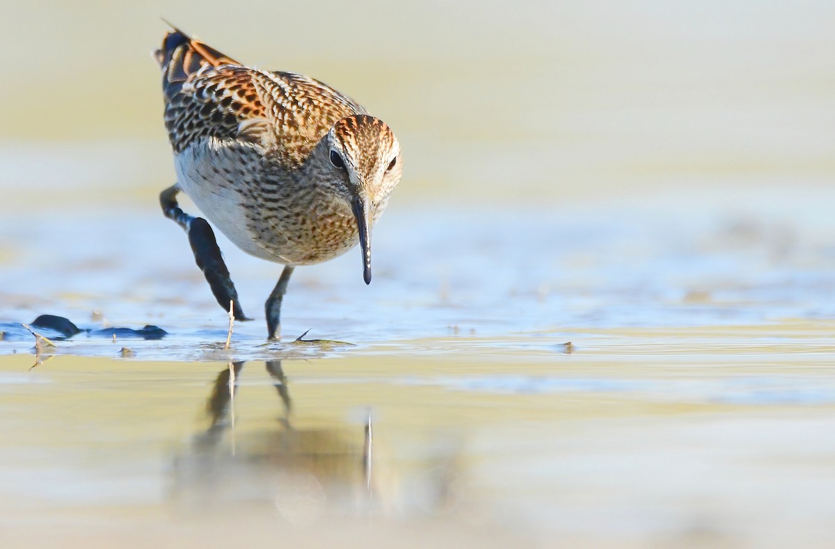 Pectoral Sandpiper - Asher  Warkentin