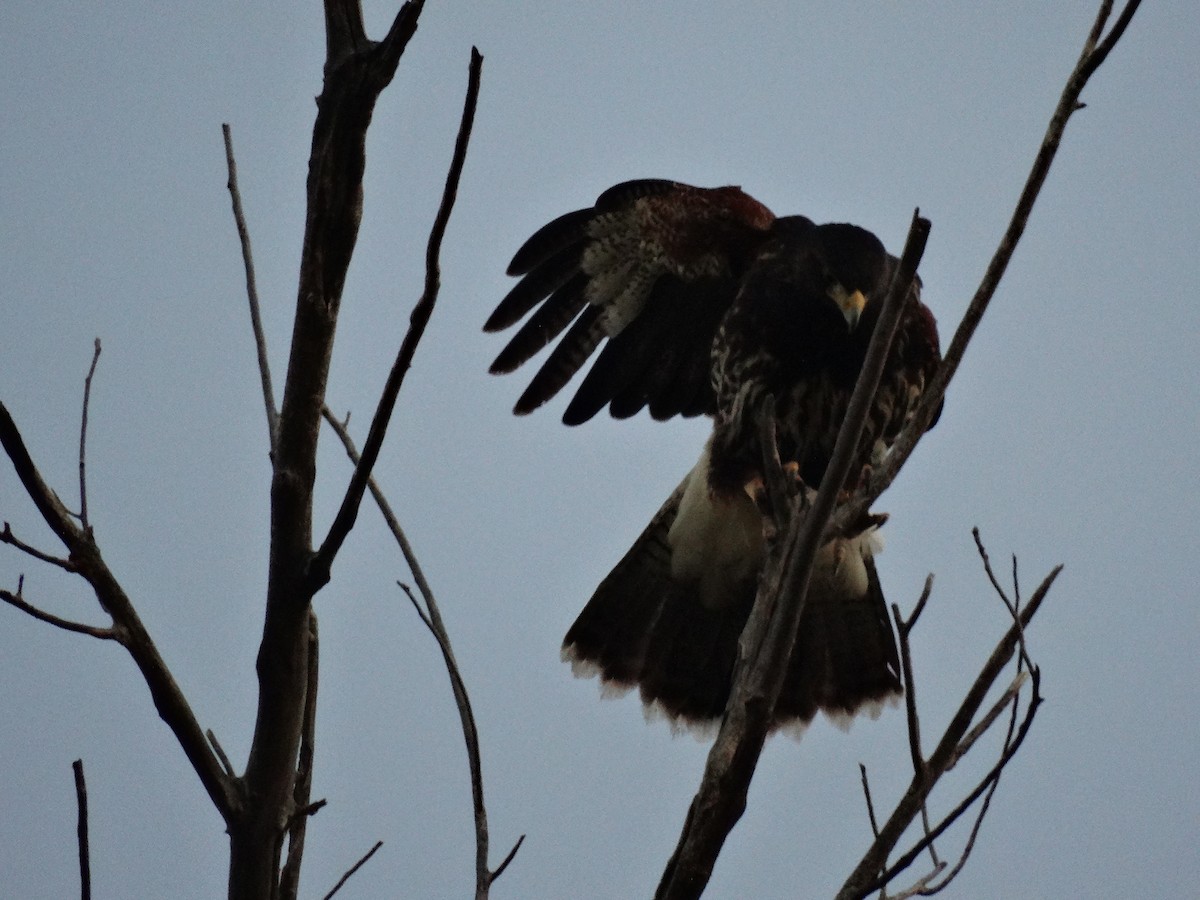 Harris's Hawk - Janine McCabe