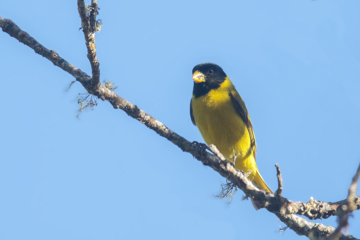 Antillean Siskin - ML398355691