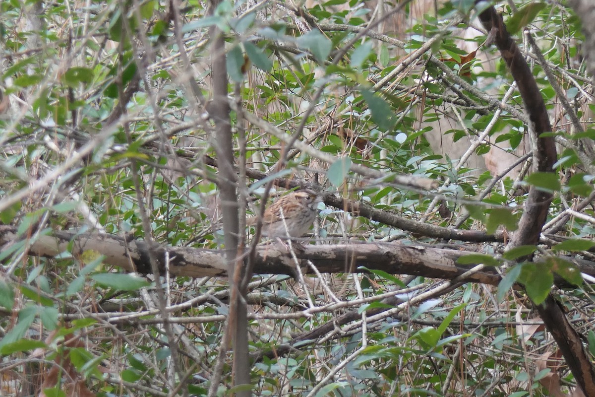 White-throated Sparrow - ML398356181