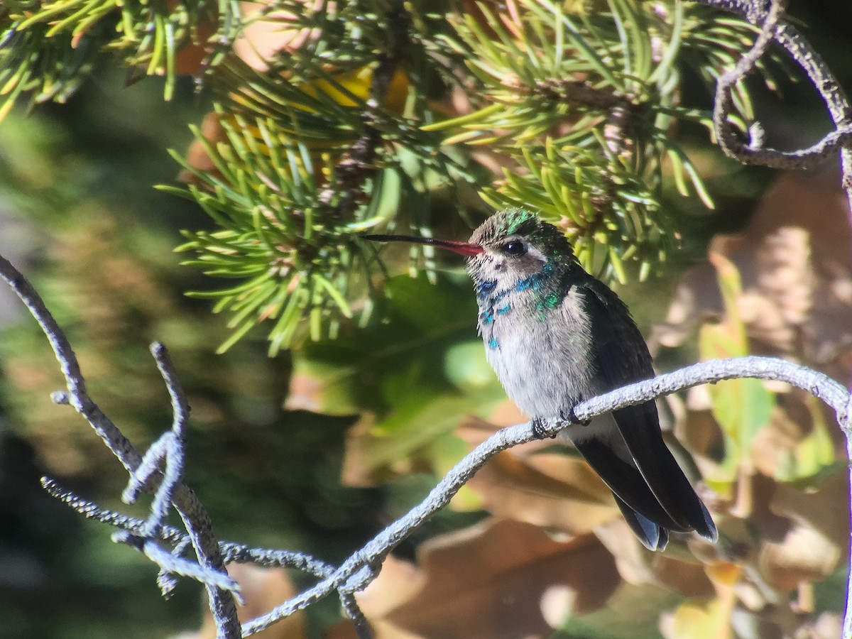 Broad-billed Hummingbird - ML39835621