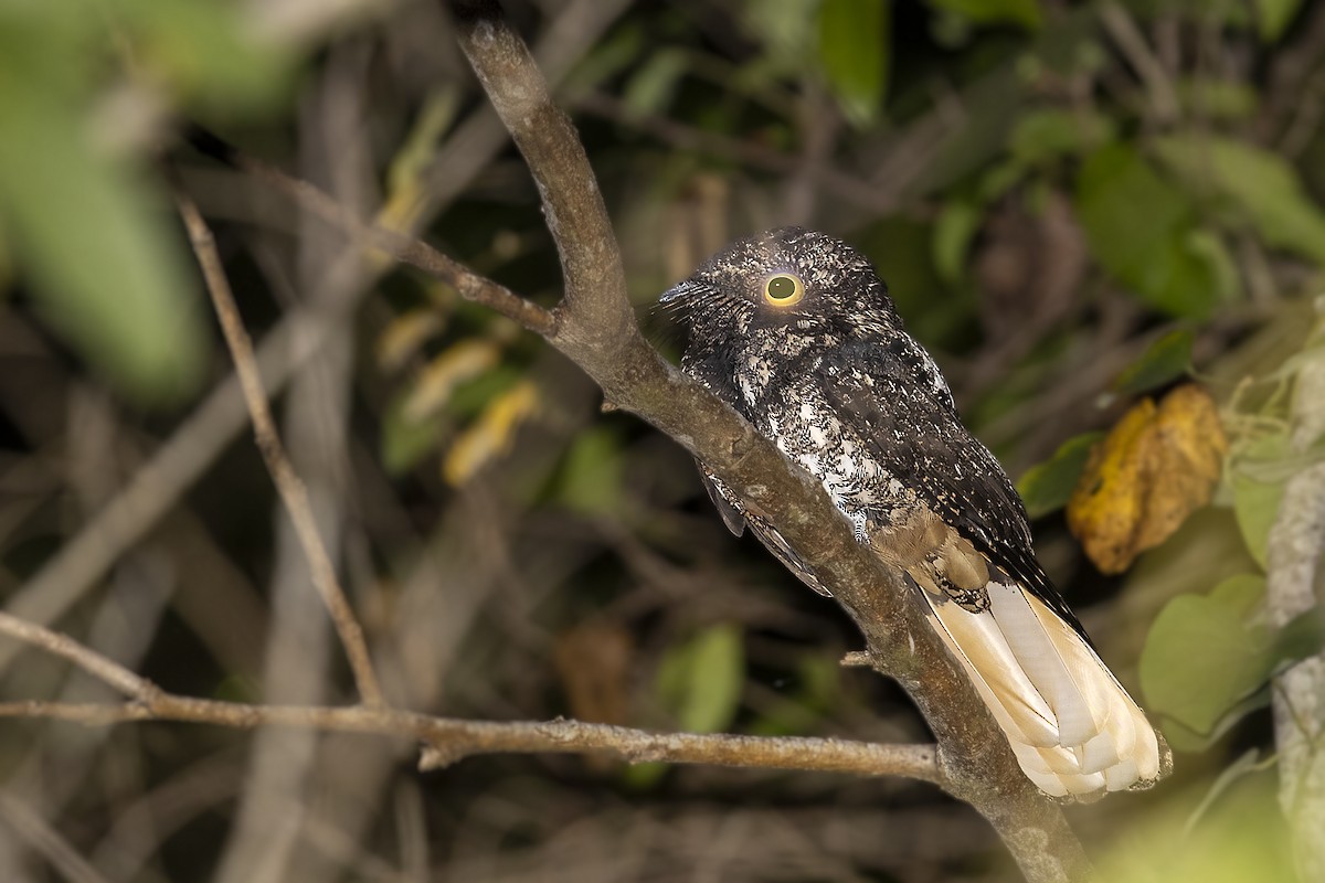 Hispaniolan Nightjar - ML398356441