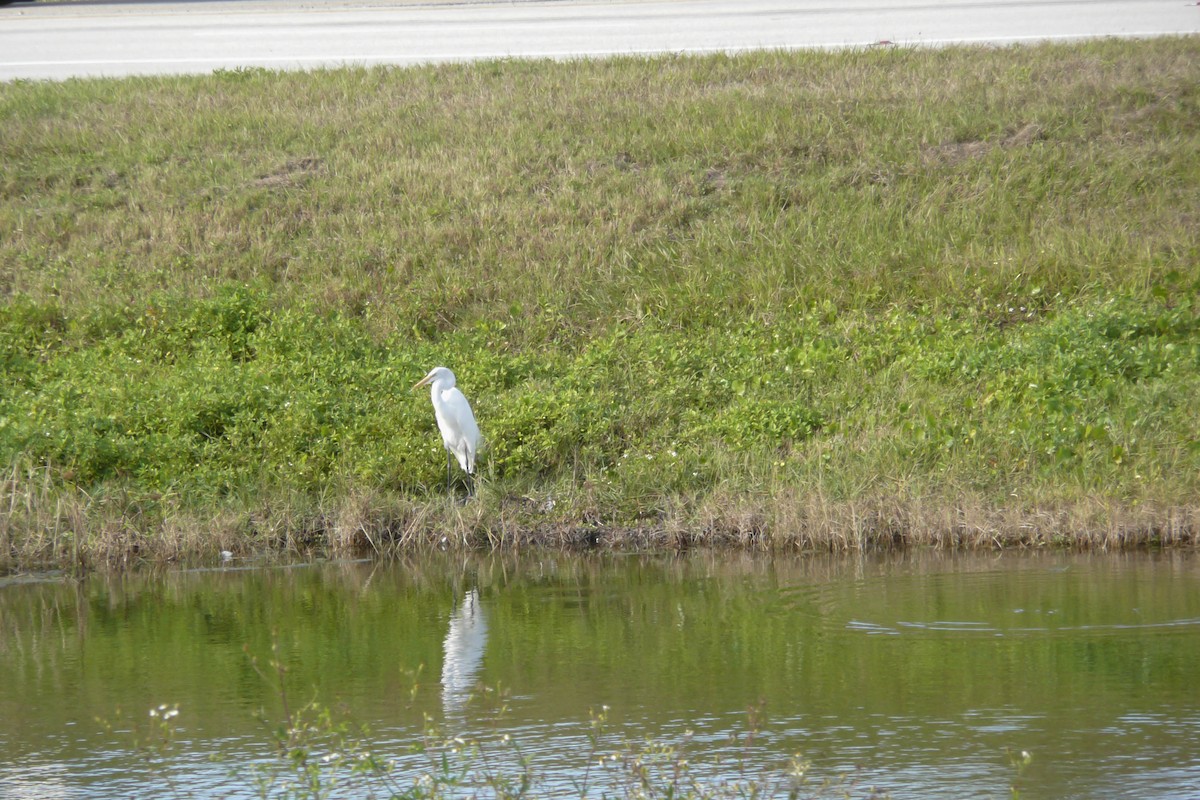 Great Egret - ML398356471