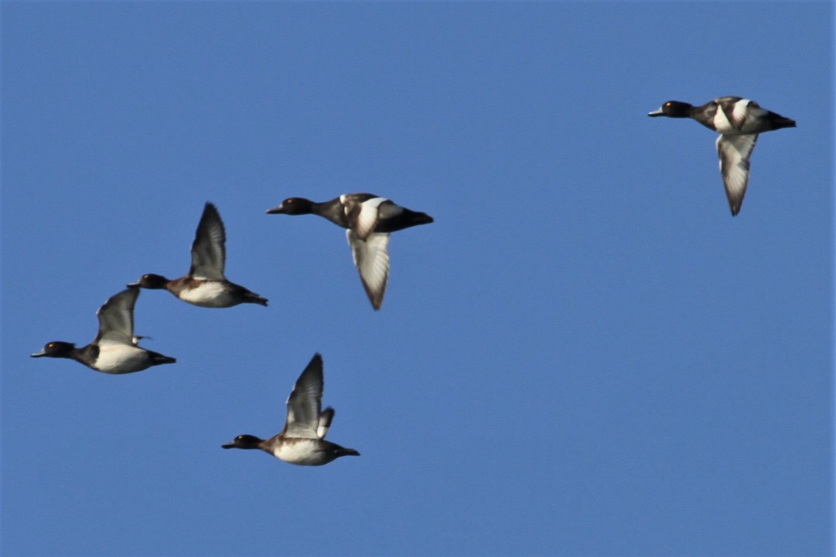 Red-crested Pochard x Tufted Duck (hybrid) - Mateusz Łodziński