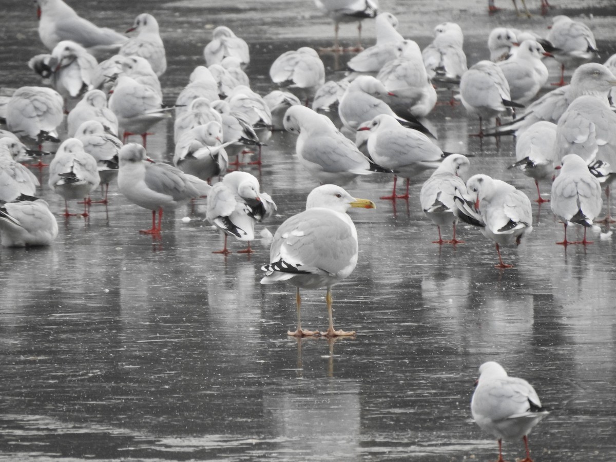 Caspian Gull - Sławomir Karpicki