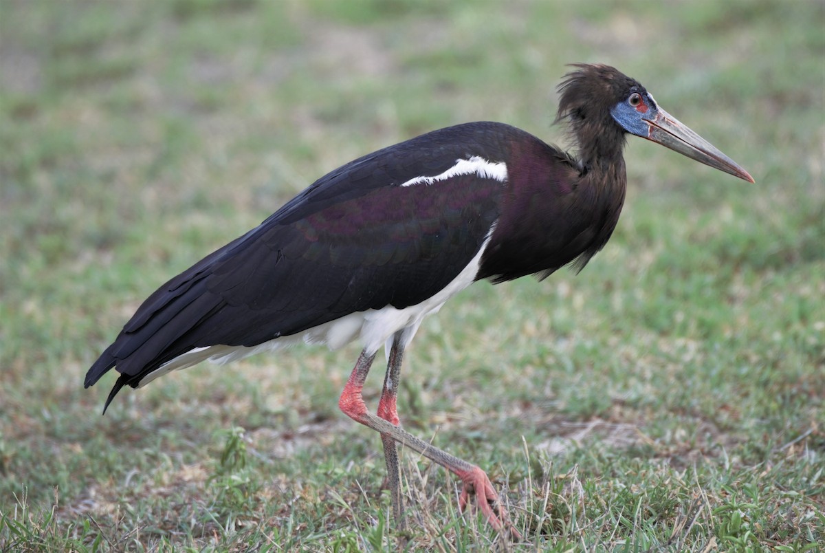 Abdim's Stork - Sue Riffe