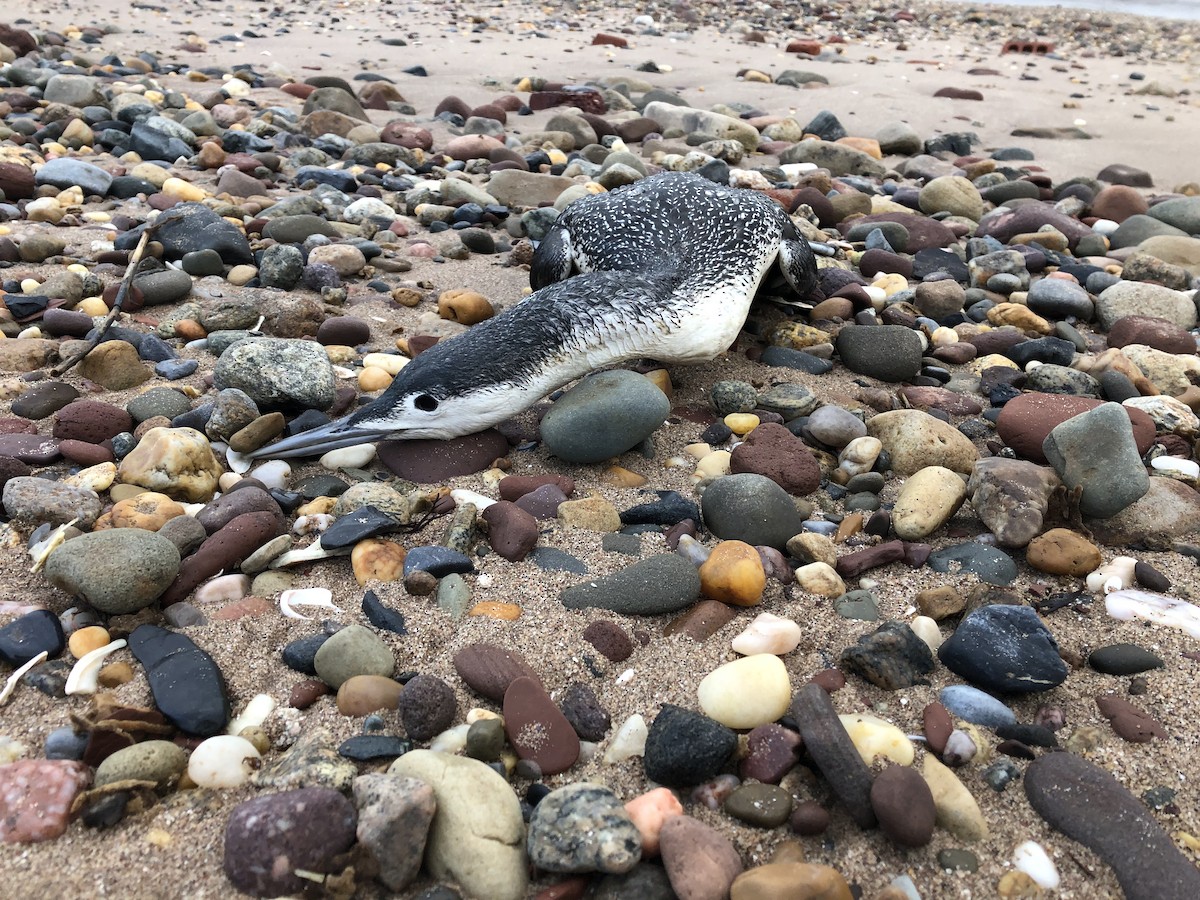 Red-throated Loon - ML398360771