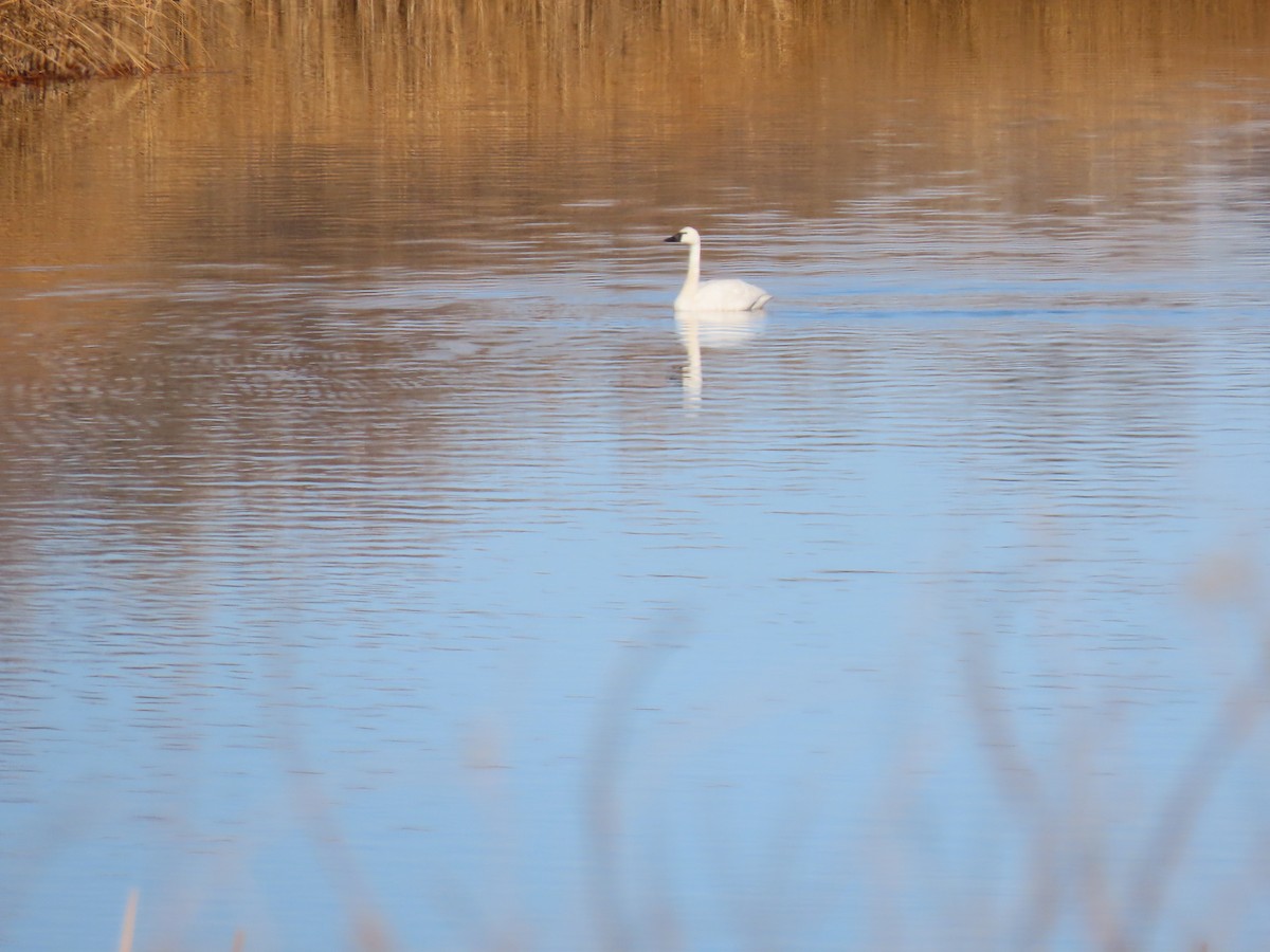 Tundra Swan - ML398361041