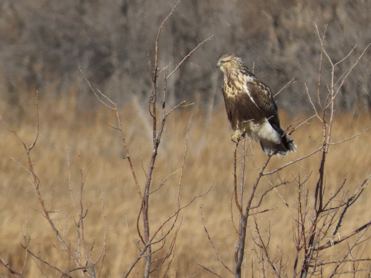 Rough-legged Hawk - ML398361071