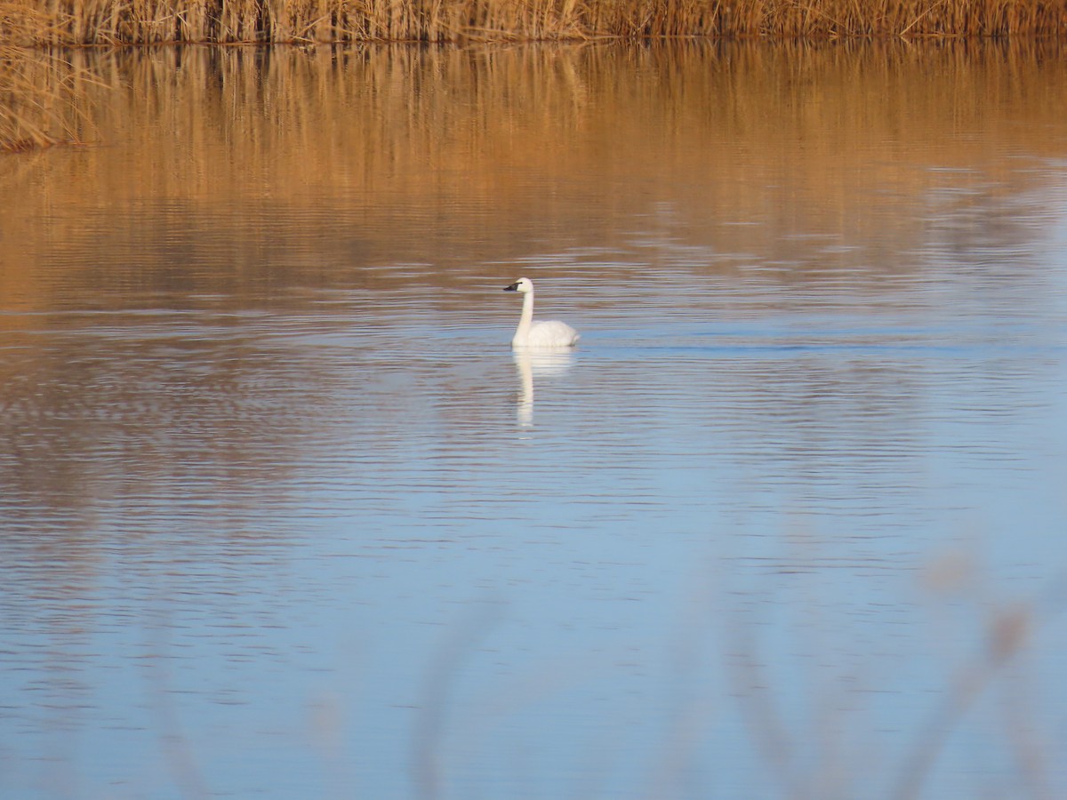 Tundra Swan - Scott Shaum