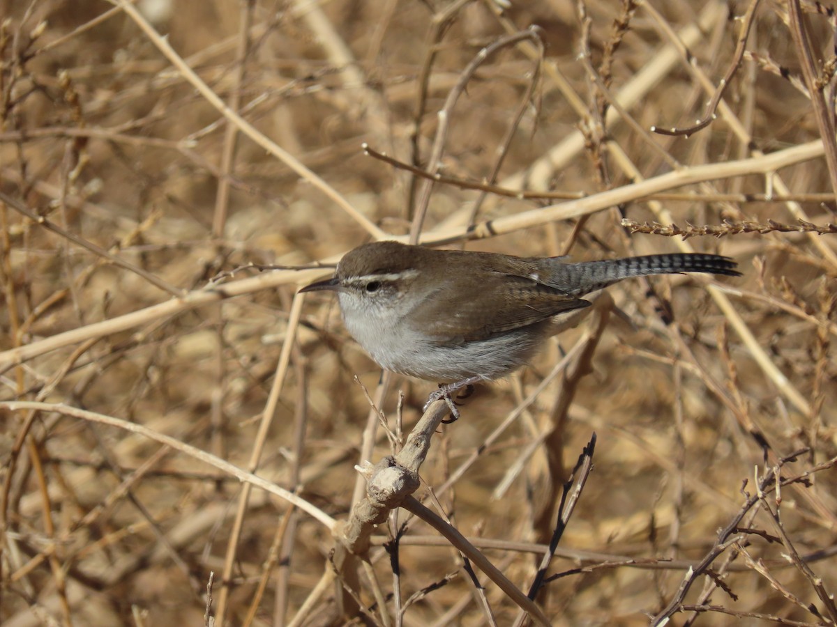 Bewick's Wren - Scott Shaum