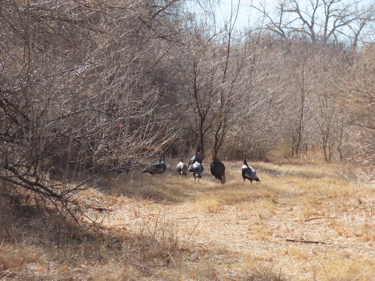 Wild Turkey - Scott Shaum