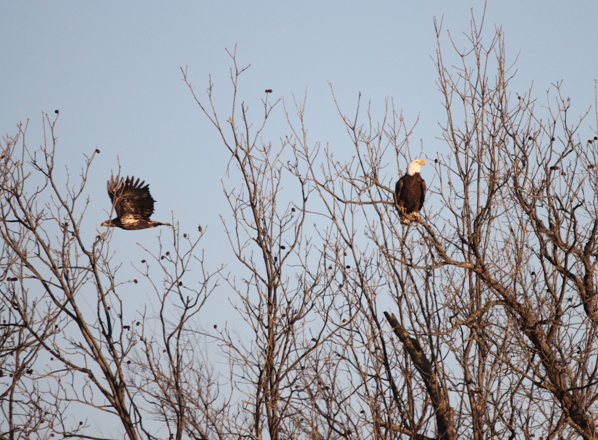 Bald Eagle - ML398362881