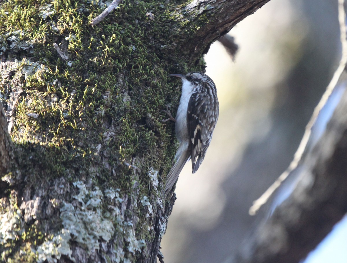 Brown Creeper - ML398362941