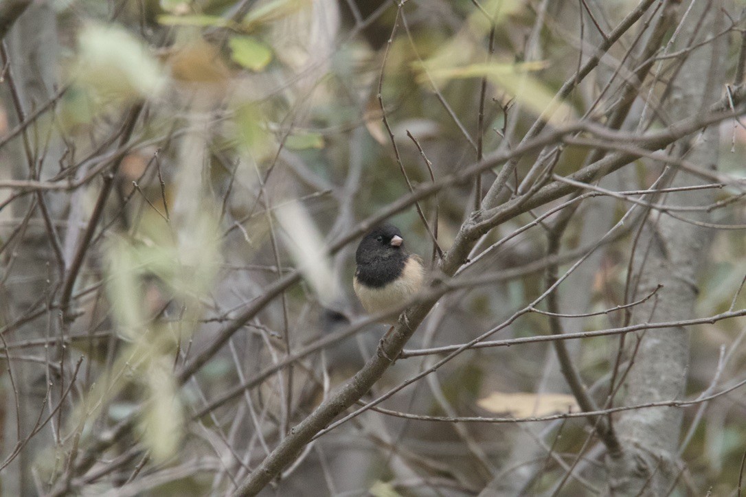 Dark-eyed Junco (Oregon) - ML398363041