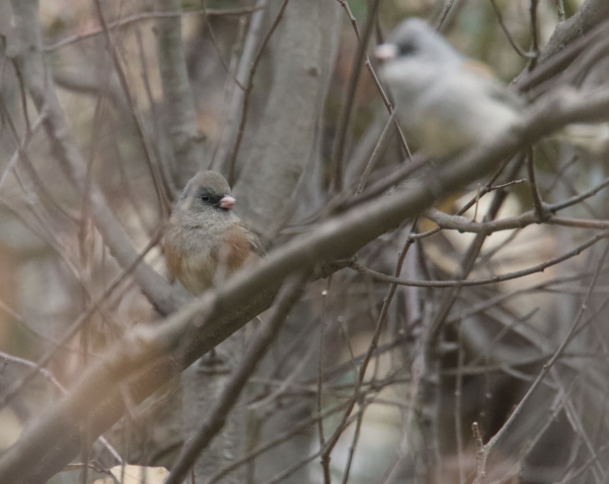 Dark-eyed Junco (Pink-sided) - Ryan Terrill