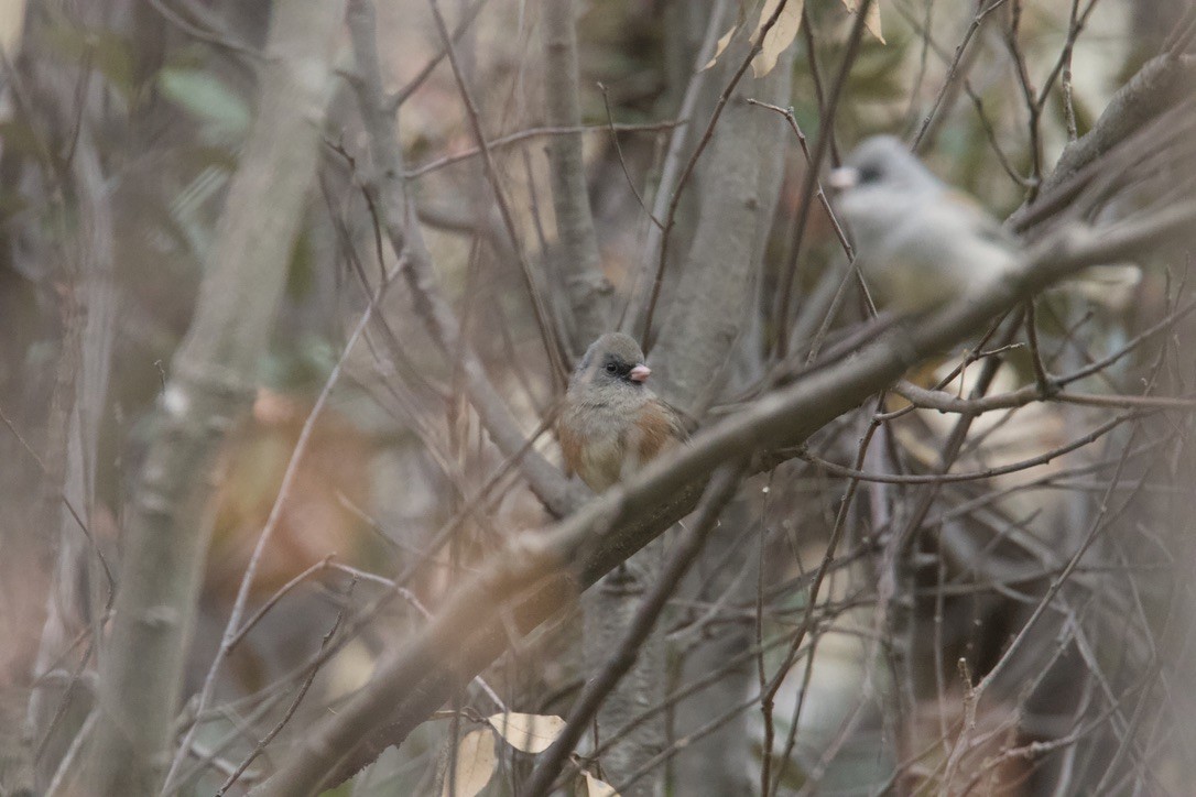 Dark-eyed Junco (Pink-sided) - ML398363131