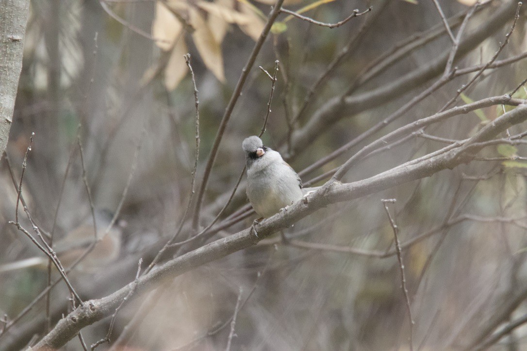 Dark-eyed Junco (Gray-headed) - ML398363271