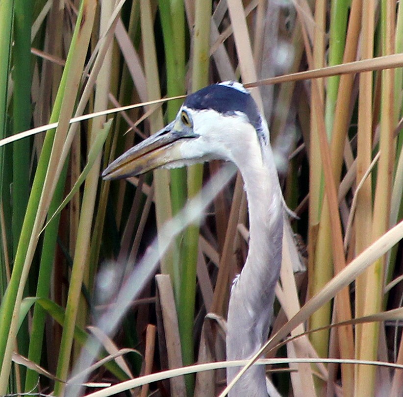 Great Blue Heron - Tom Gannon