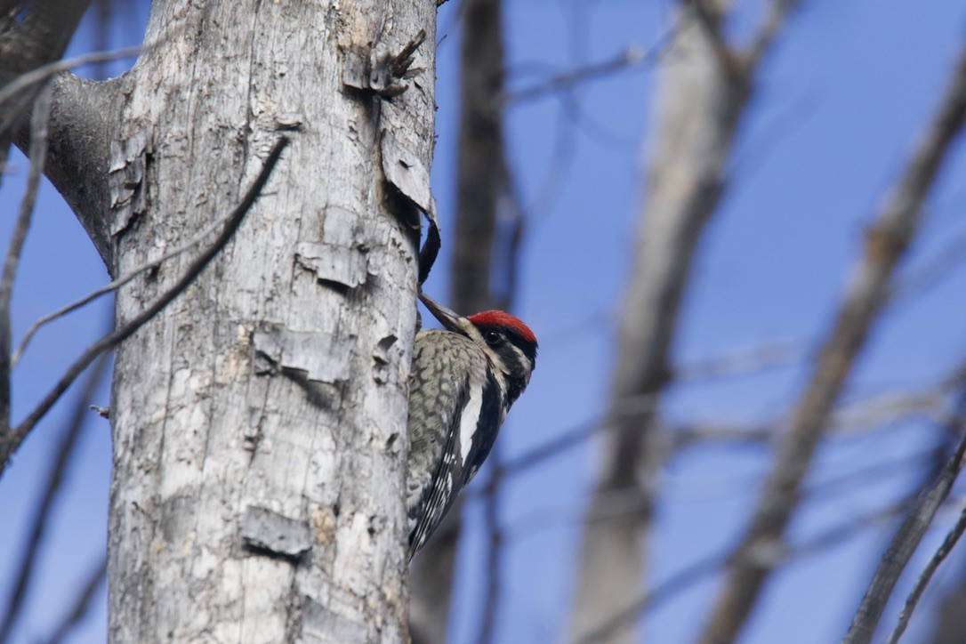 Red-naped Sapsucker - Ryan Terrill