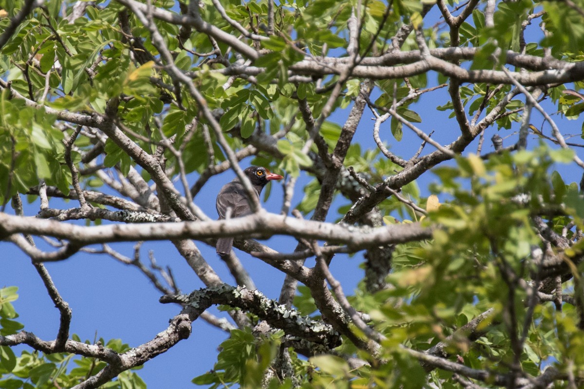 Chestnut-fronted Helmetshrike - ML398364331