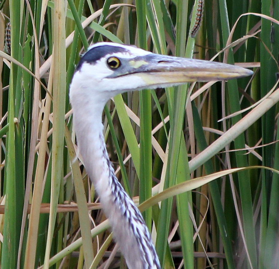 Great Blue Heron - Tom Gannon