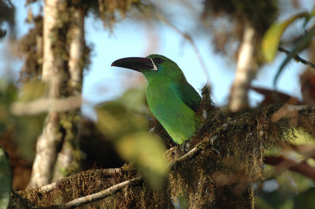 Crimson-rumped Toucanet - ML398364671