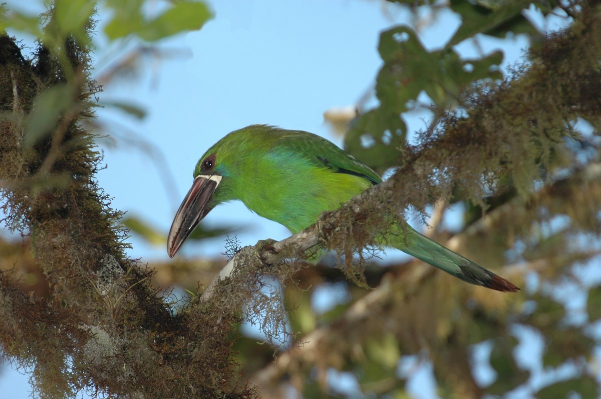 Crimson-rumped Toucanet - ML398364691