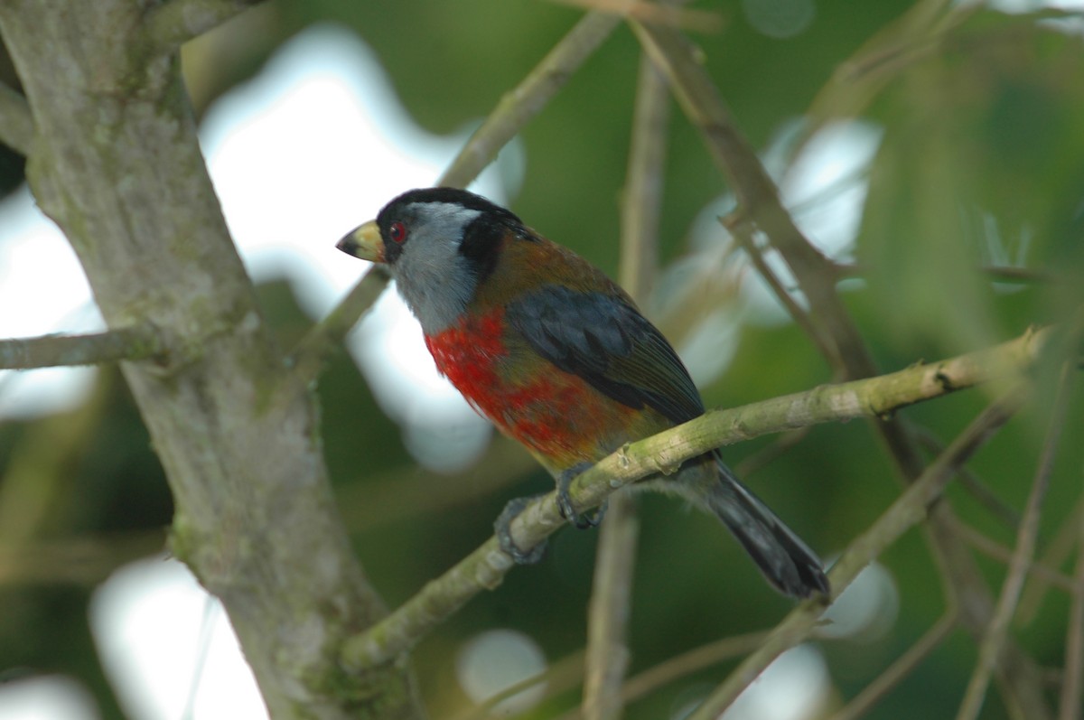 Toucan Barbet - ML398364981