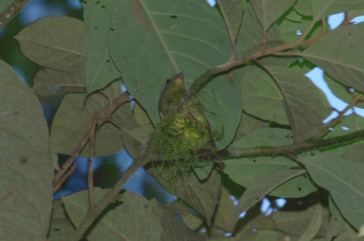 Golden-winged Manakin - ML398365151