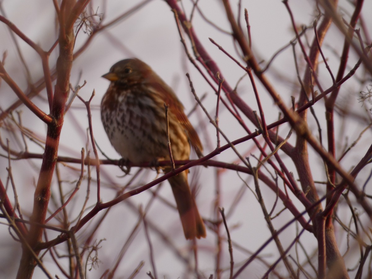 Fox Sparrow - ML398365161