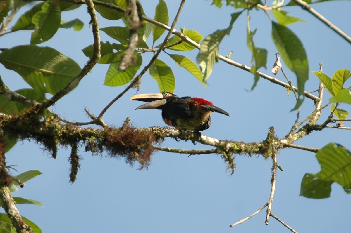 Collared Aracari - ML398365381