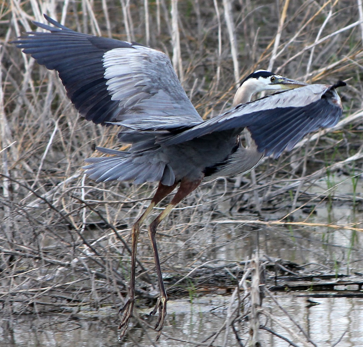 Great Blue Heron - Tom Gannon