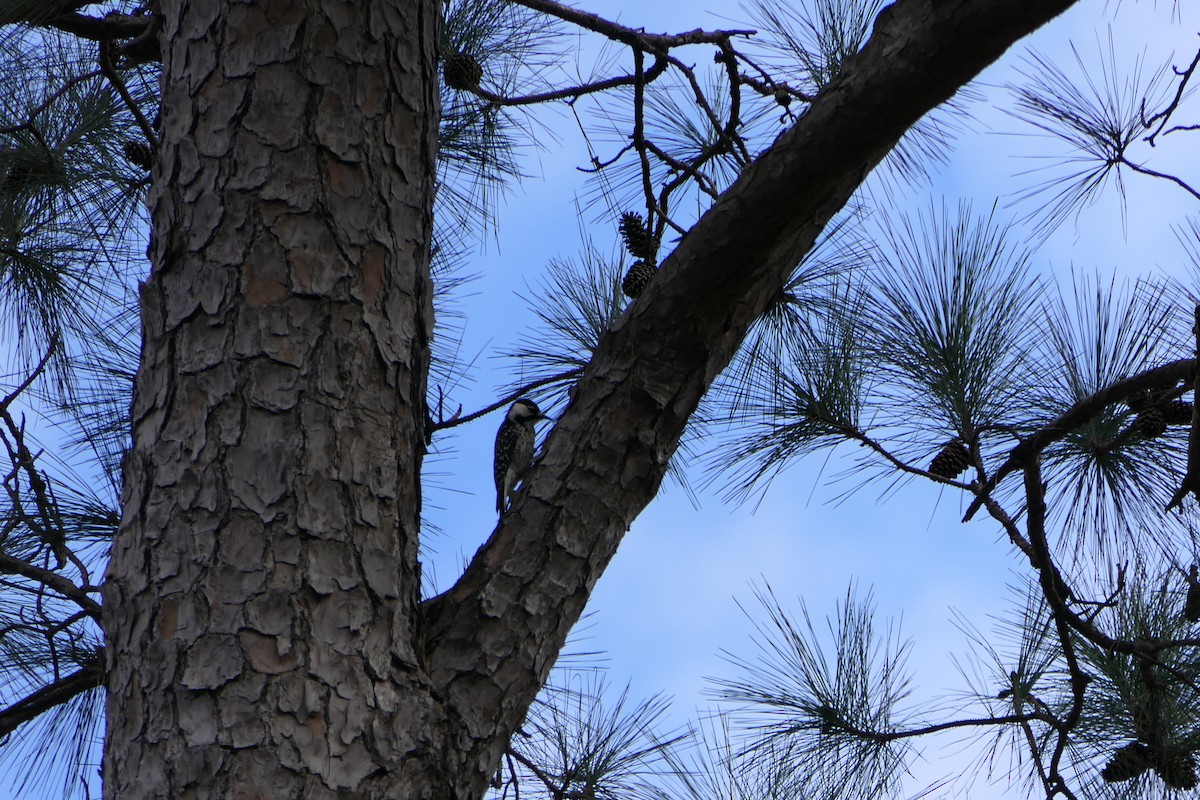 Red-cockaded Woodpecker - ML398368221