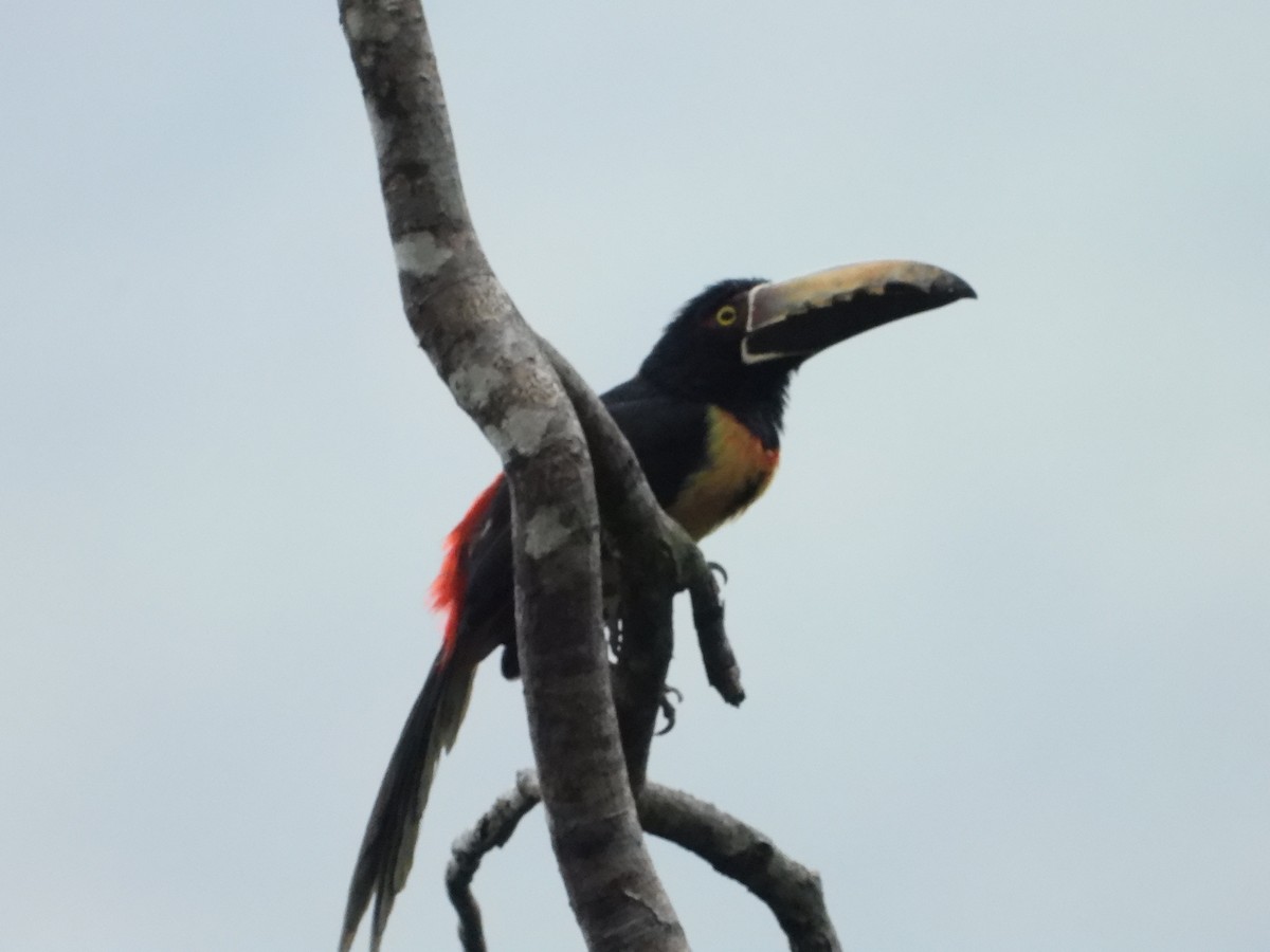 Collared Aracari - Ricardo  Sanchez