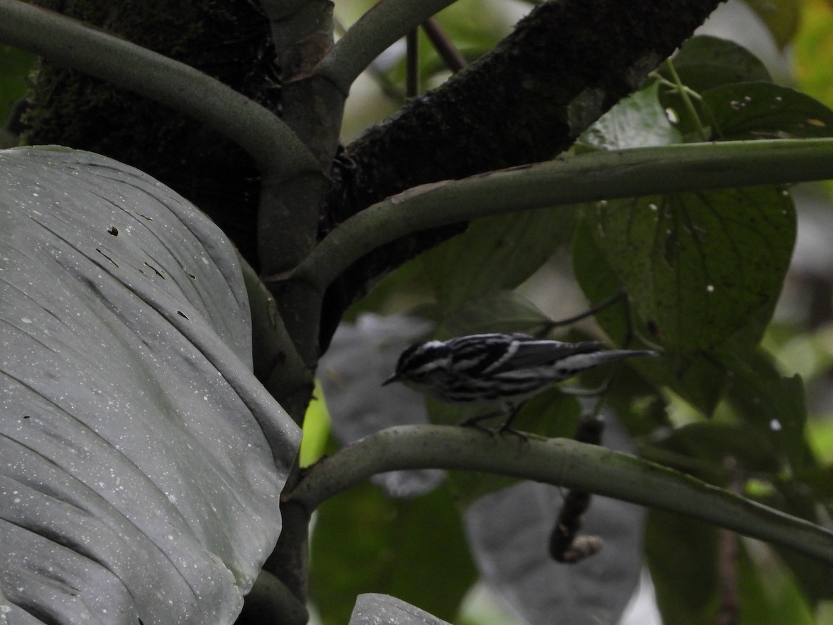 Black-and-white Warbler - Ricardo  Sanchez