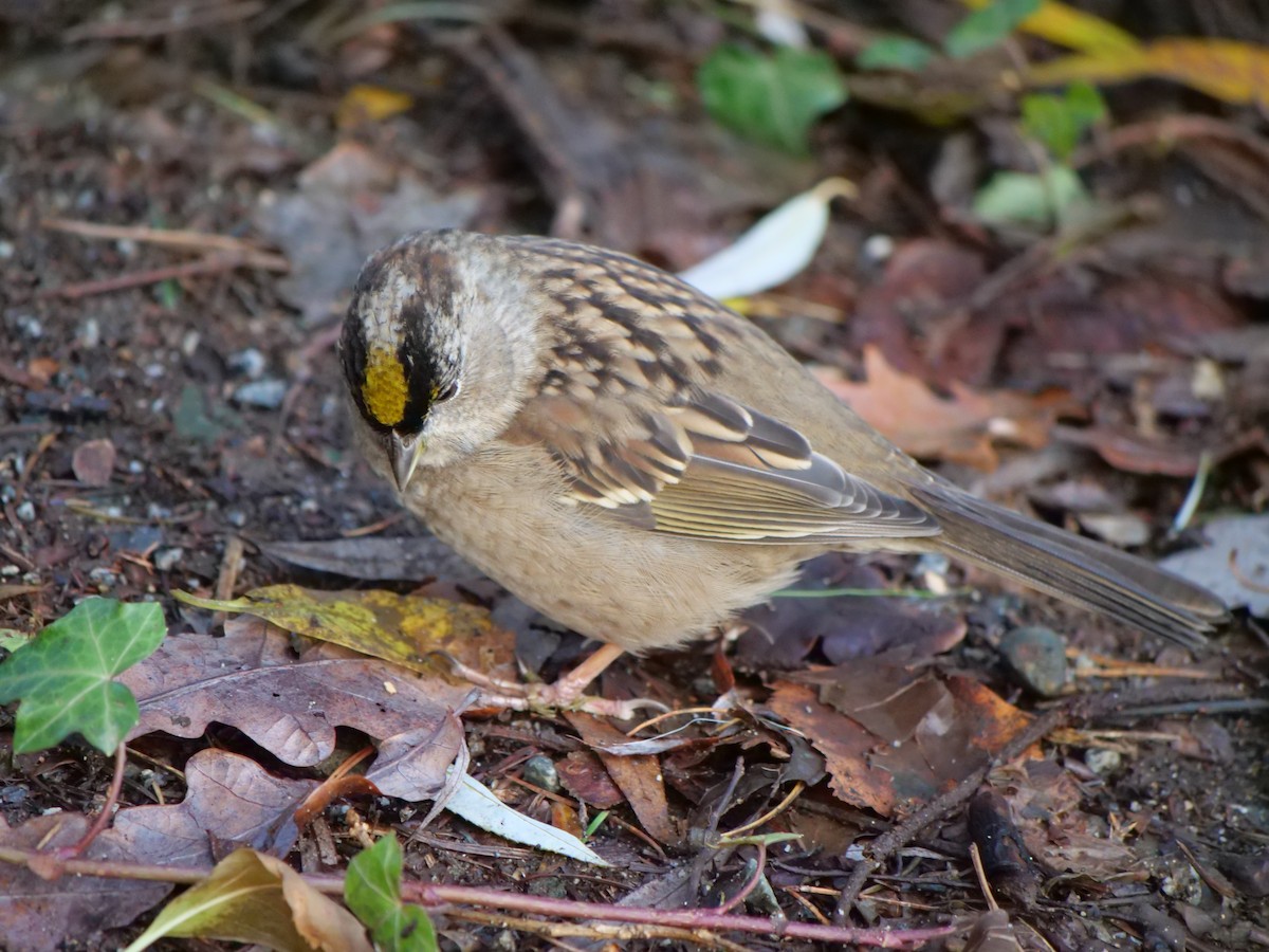 Golden-crowned Sparrow - ML398369031