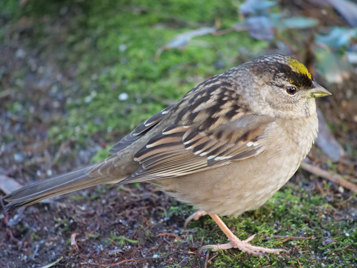 Golden-crowned Sparrow - ML398369051