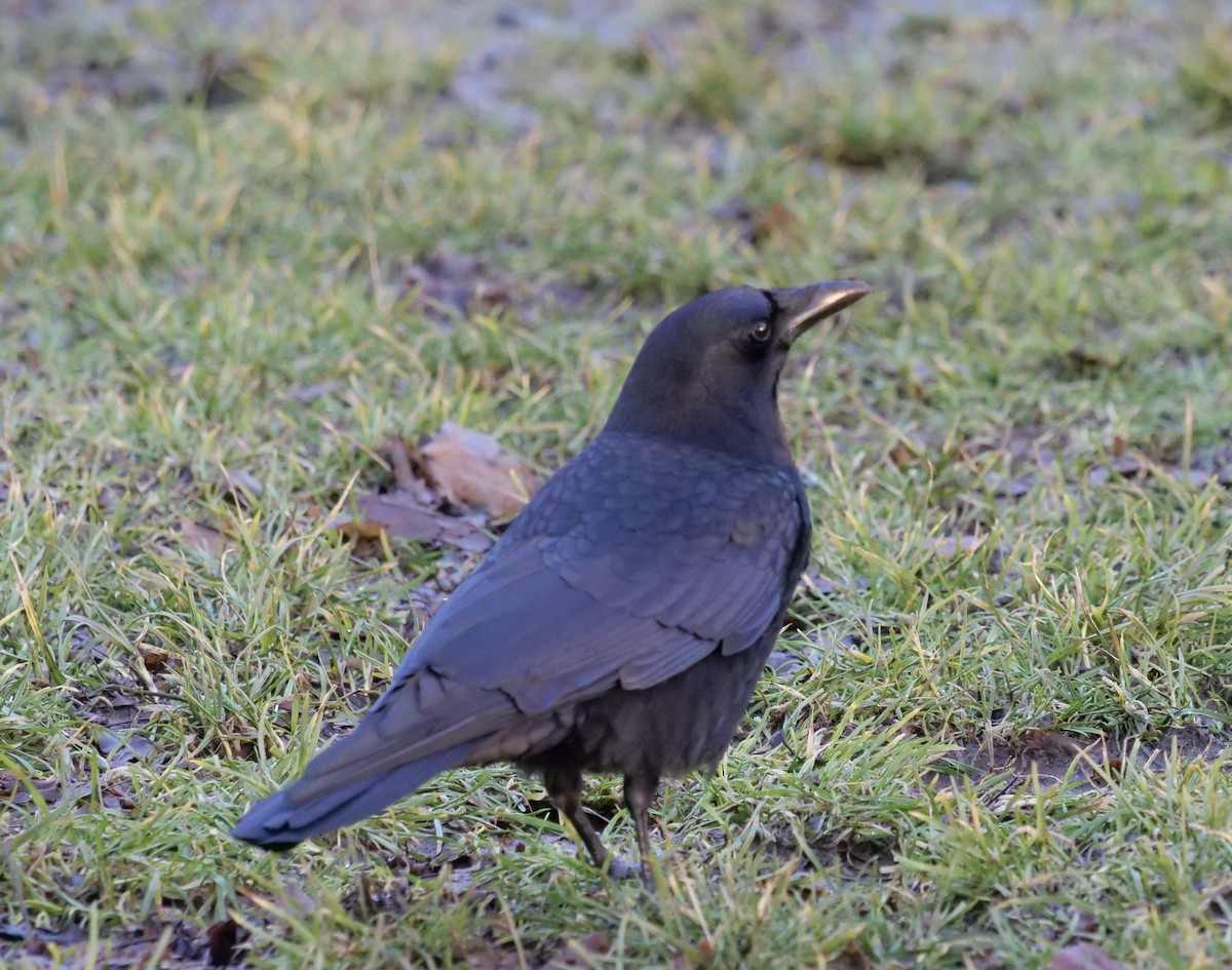 American Crow - ML398369071