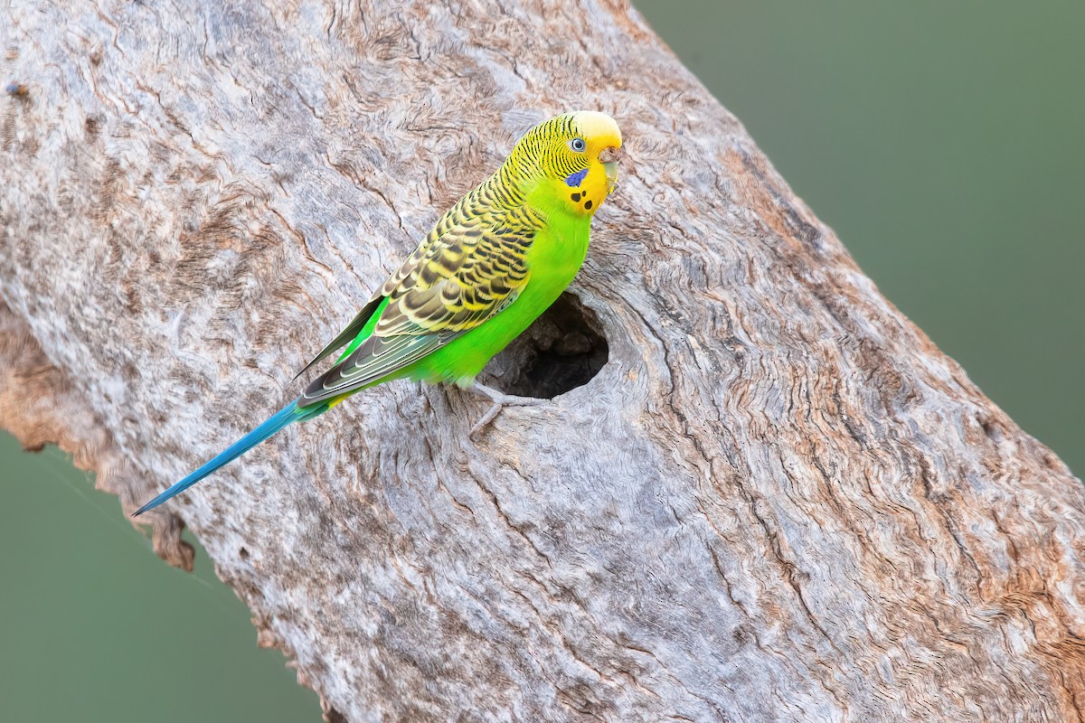 Budgerigar - ML398371131