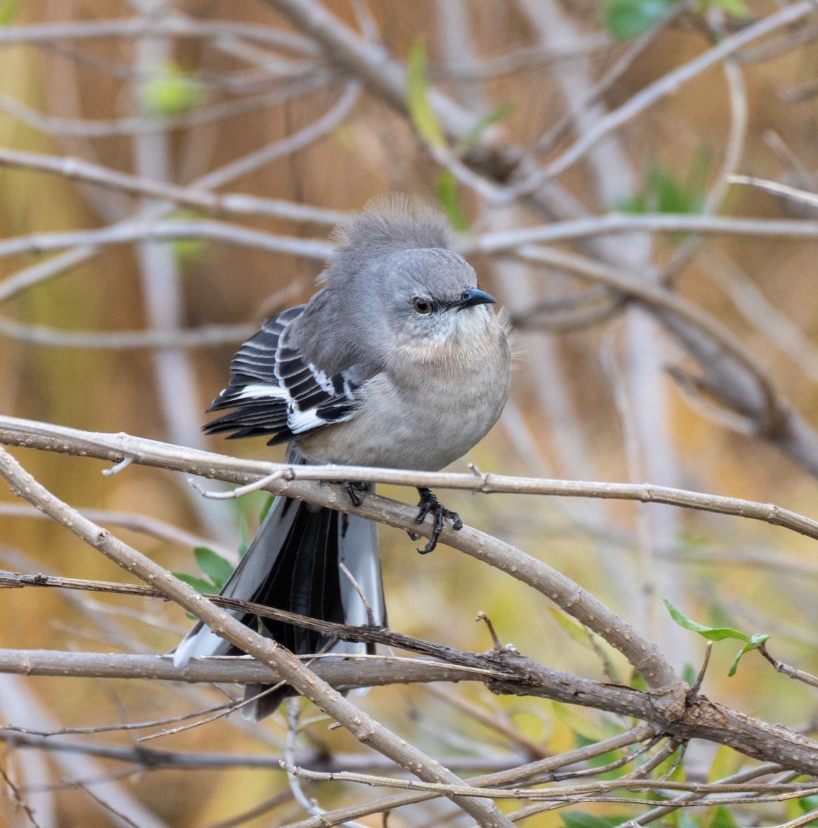 Northern Mockingbird - ML398371881