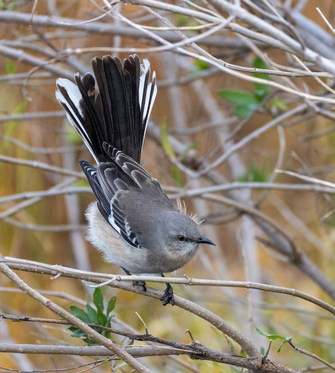 Northern Mockingbird - ML398371951