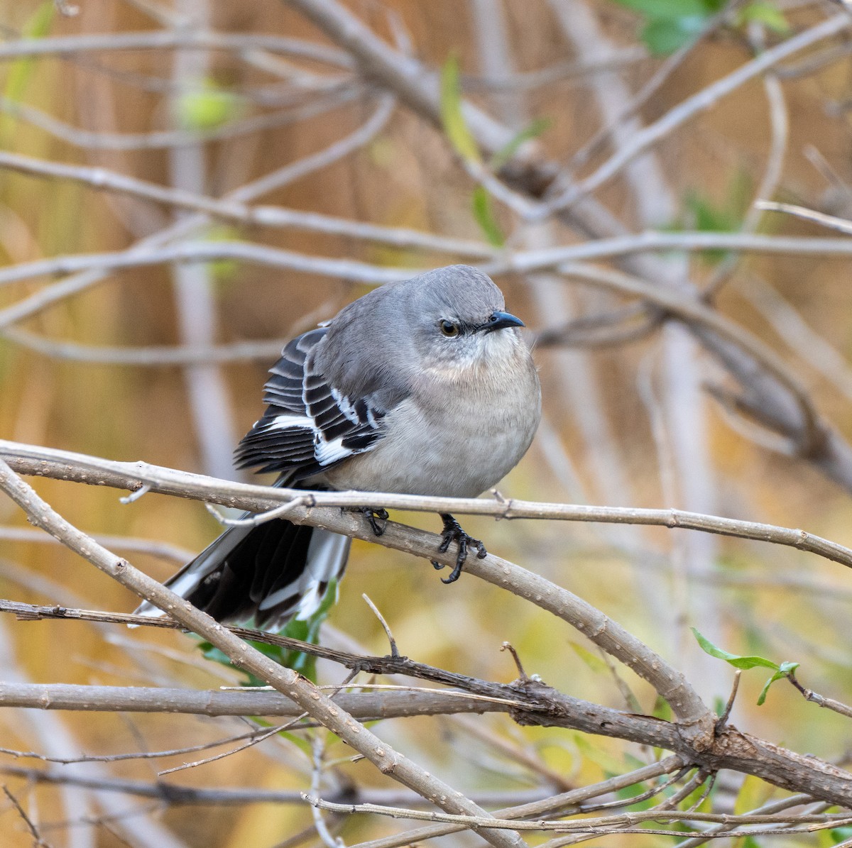 Northern Mockingbird - ML398371961