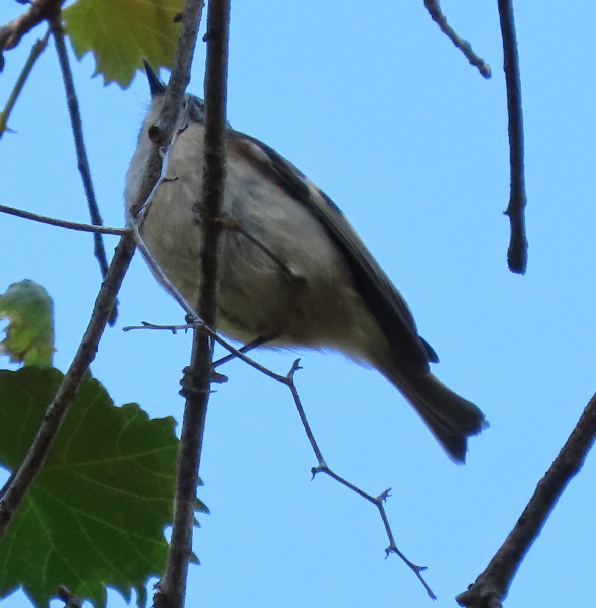 Golden-crowned Kinglet - ML398376771